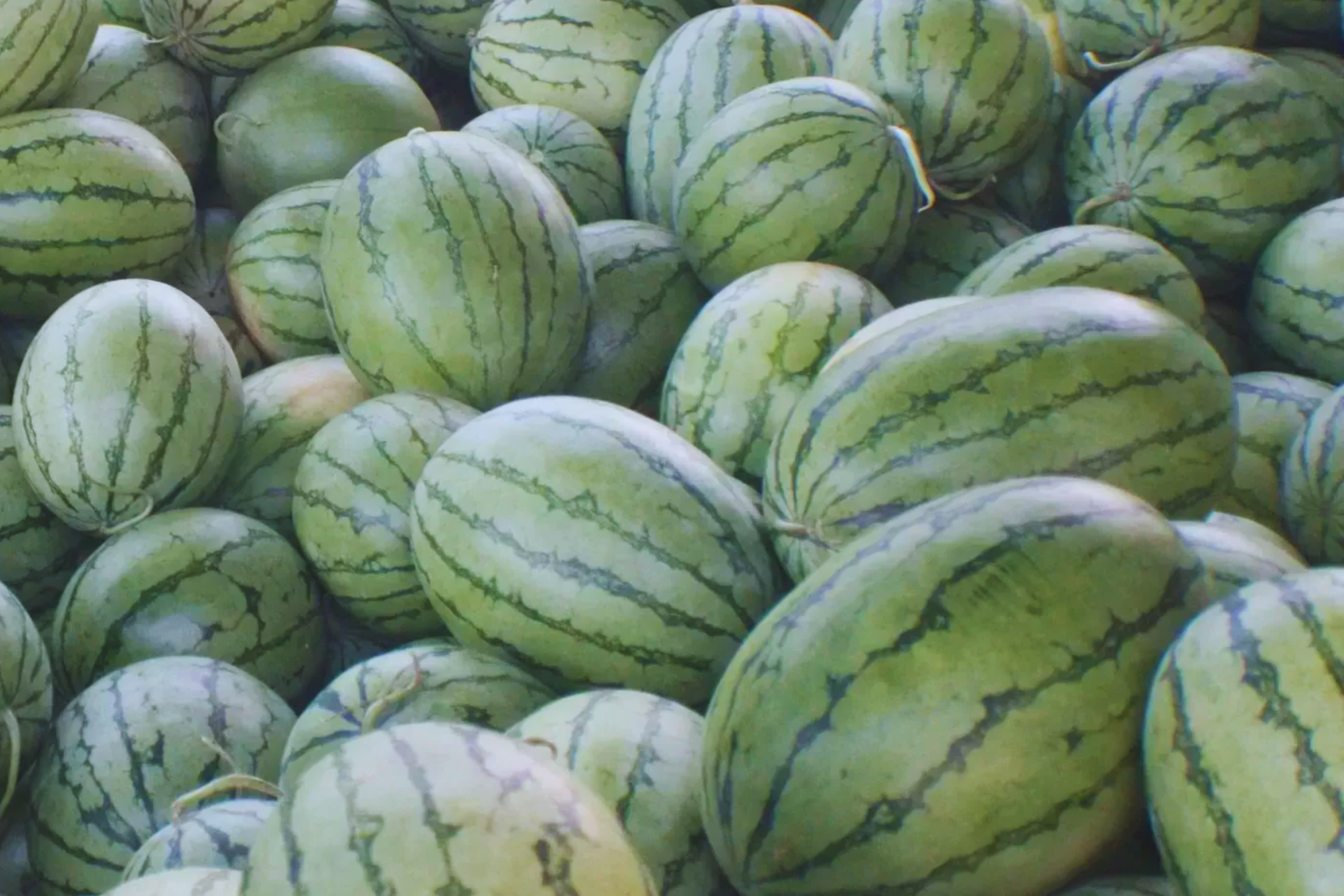 Florida Giant Watermelon Seeds | NON-GMO | Heirloom Variety | Citrullus lanatus