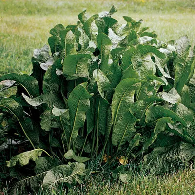 2 Fresh Organic Horseradish Plants – Live Bareroot Roots for Planting, Easy-to-Grow Perennial Herb Garden Vegetable