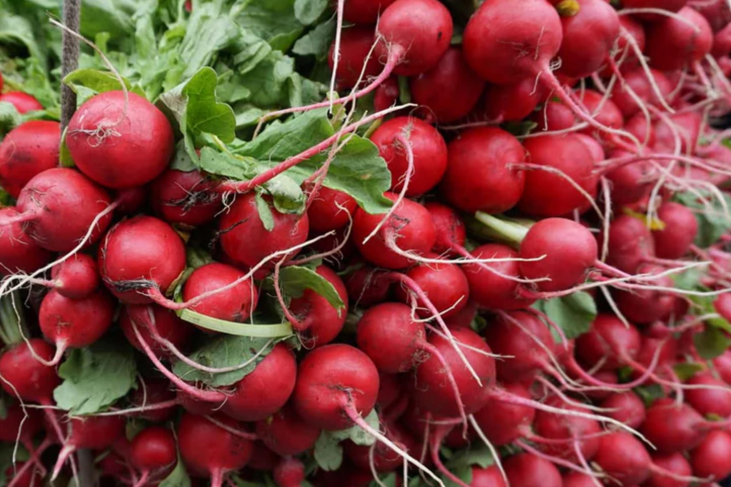 German Giant Radish Seeds - Large Red Globe Variety - Raphanus sativus - Heirloom Vegetable Seeds