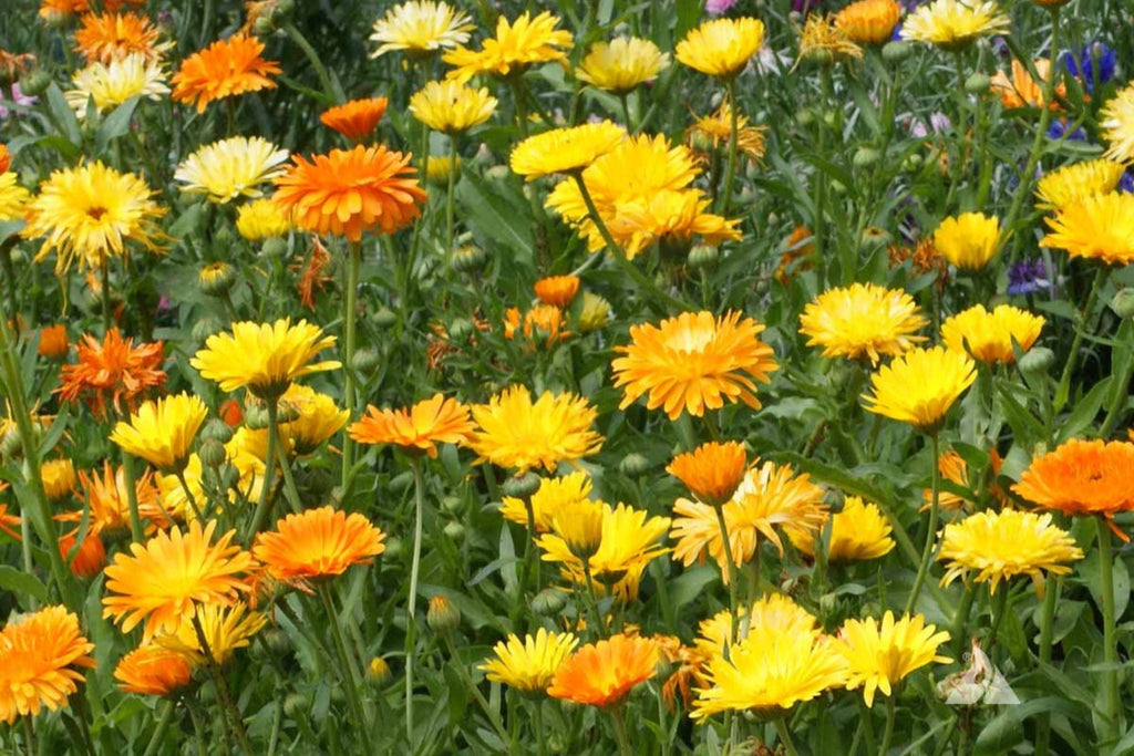 Pacific Beauty Mix Calendula Seeds | Non-GMO | Orange, Yellow, Cream Blooms | Edible Flowers |