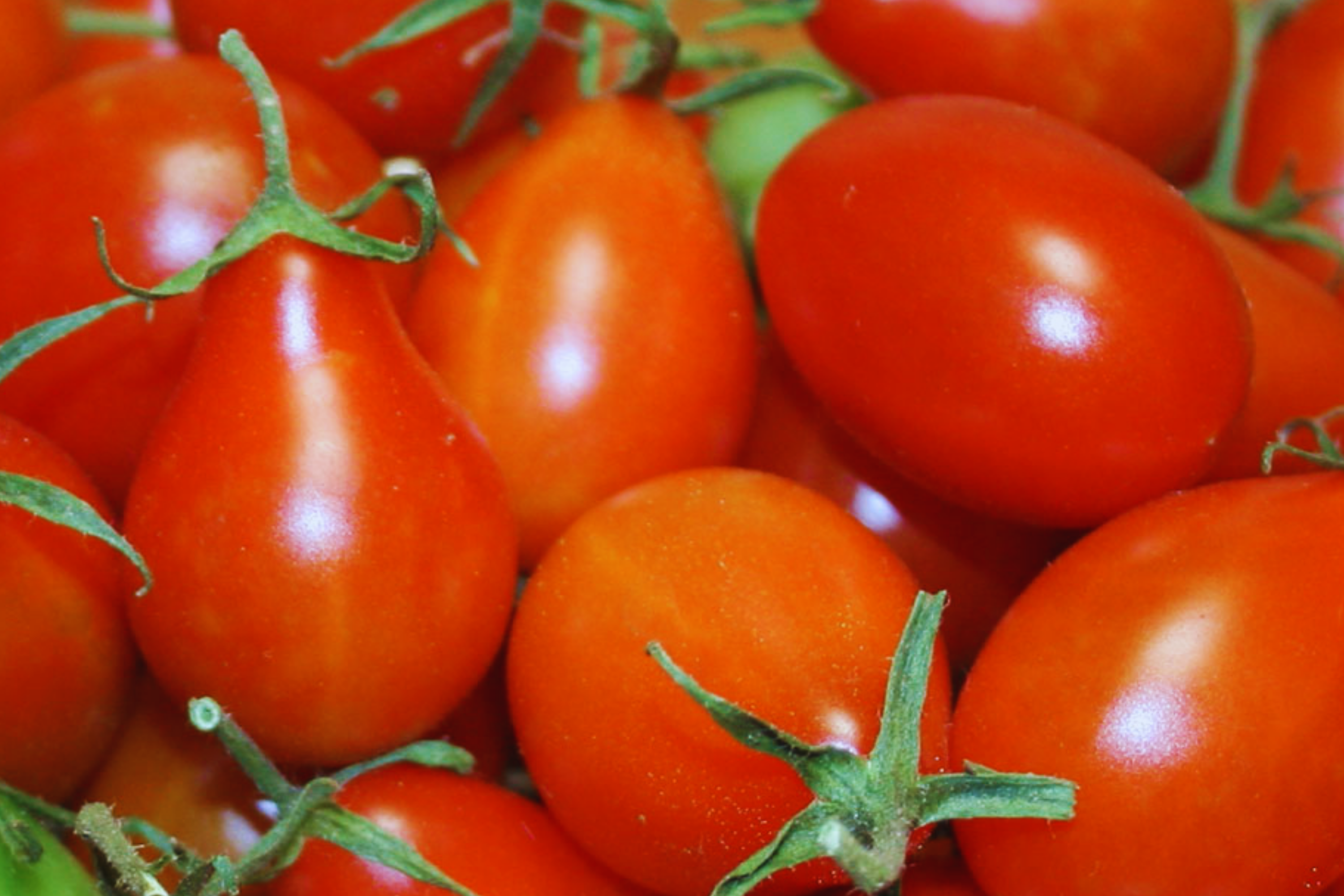 Red Pear Tomato Seeds | Heirloom Vegetable Seeds | Organic, Non-GMO, Solanum lycopersicum
