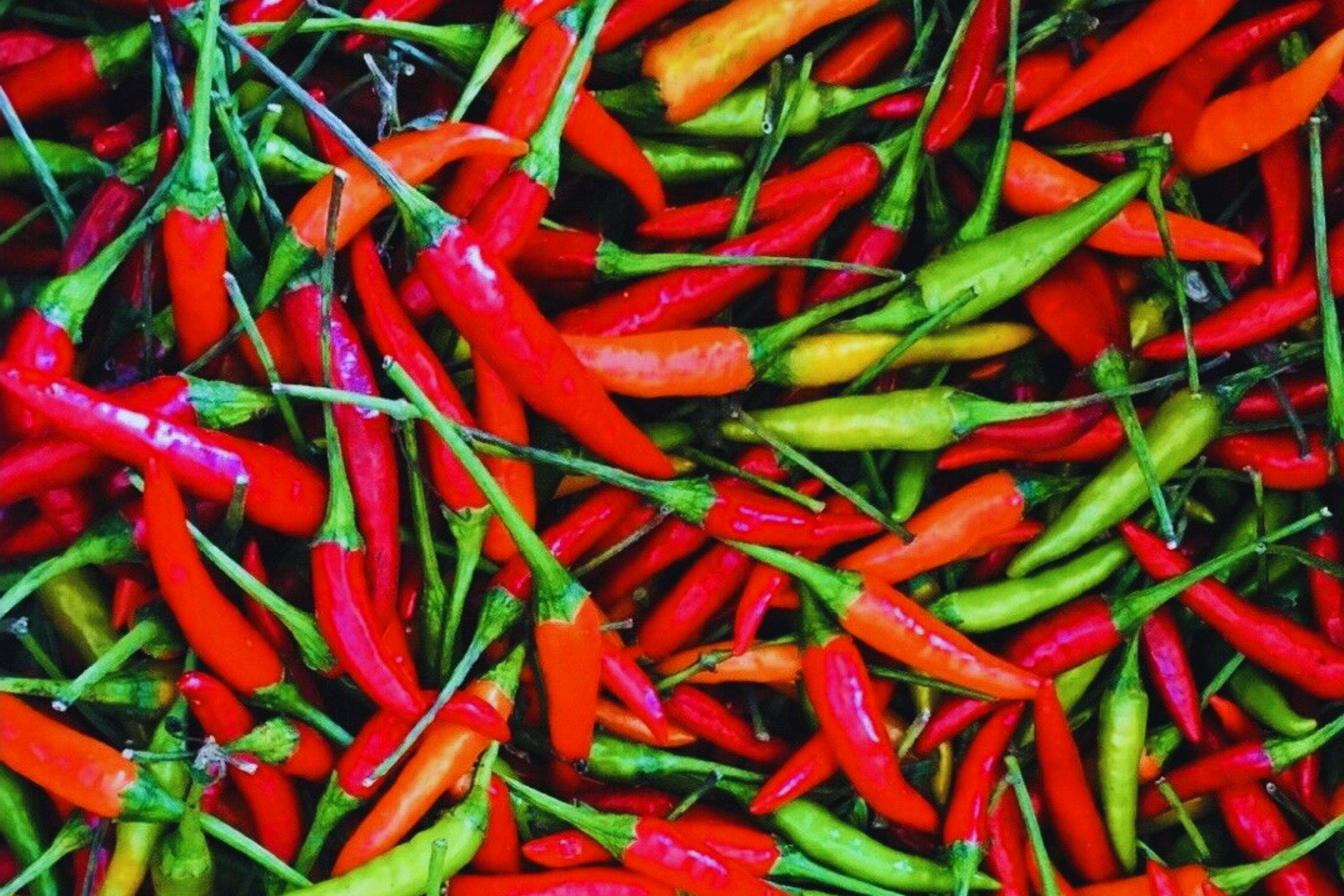 Thai Red Chili Seeds | Hot Chili Pepper Burapa | Ớt Hiểm Cay | Non-GMO, Heirloom Variety