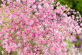 Pink Baby's Breath Seeds | Non-GMO | Light Pink Blooms | Cut & Dried Flowers |