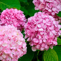 1 Pink Hydrangea Live Plant Bareroot 6–12" Tall | Dwarf Hardy Shrub | Beautiful Summer Blooms | Zones 5–9