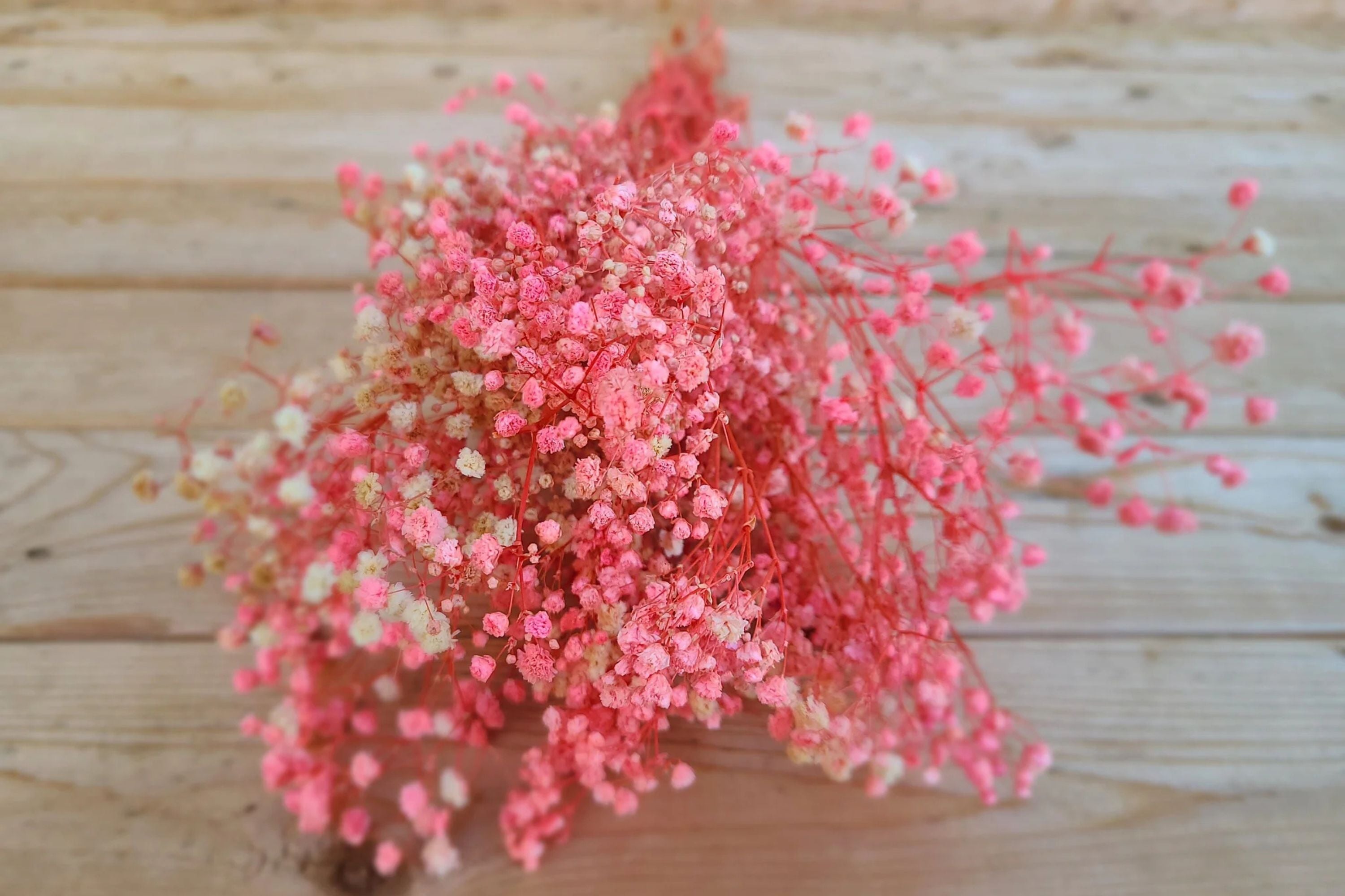 Pink Baby's Breath Seeds | Non-GMO | Light Pink Blooms | Cut & Dried Flowers |