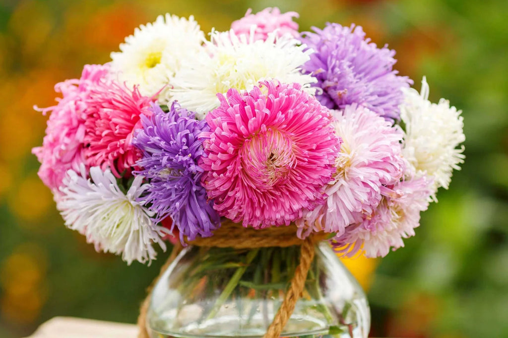 Giants of California Aster Seeds | Non-GMO | Pink, Purple, White Blooms | Cut Flowers |