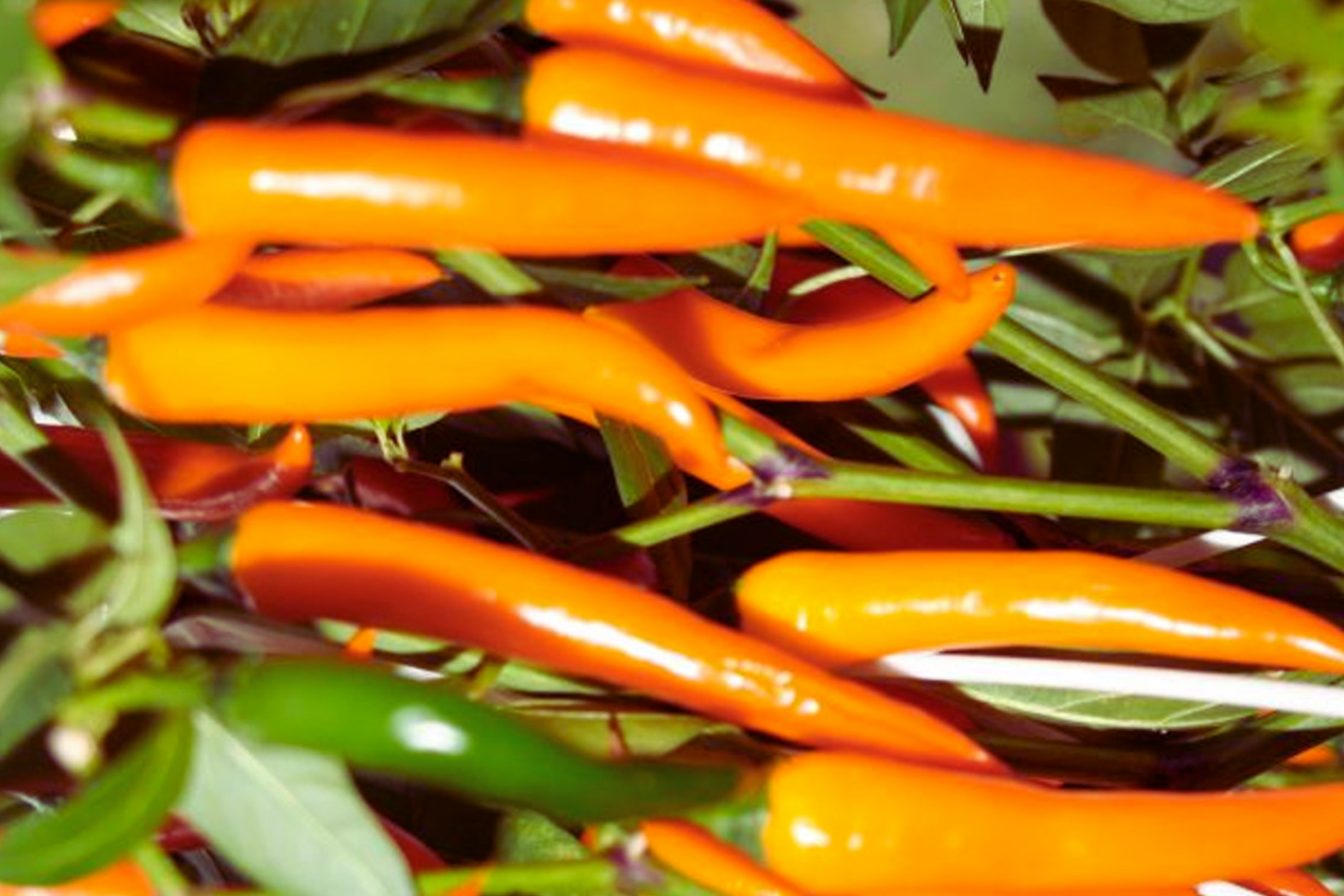 Golden Cayenne Hot Pepper Seeds | Non-GMO | Gold Cayenne Chile Pepper | Capsicum annuum