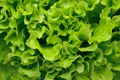 Grand Rapids Leaf Lettuce Seeds | Non-GMO | Heirloom Variety | Lactuca sativa