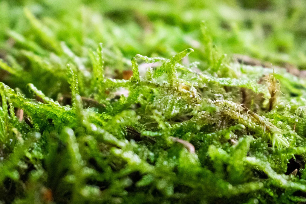 Sheet Moss Variety Bag - Freshly Harvested Moss Sheets for Crafts - 1.5 Sq Ft - New Hampshire Forest Collection