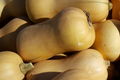 Waltham Butternut Winter Squash Seeds | Heirloom Vegetable Seeds | Organic, Non-GMO | Cucurbita moschata