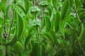 Lemon Basil Seeds | Thai, Persian, Lao, White Varieties | Ocimum basilicum | Vegetable Seeds
