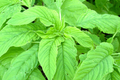 Green Leaf Amaranth Seeds | Green Amaranth, Jamaican Callaloo, Yin Choi | Amaranthus viridis