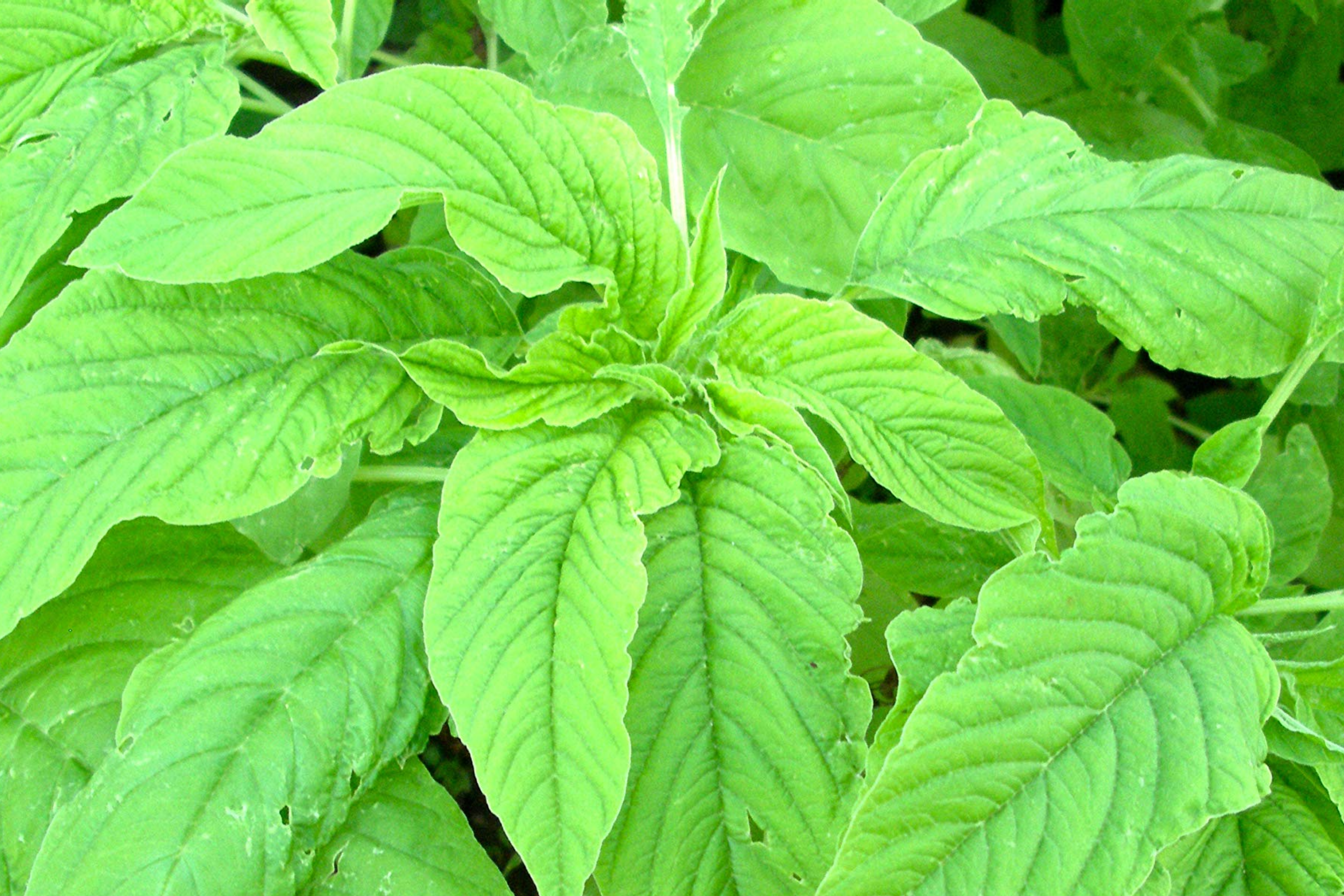 Green Leaf Amaranth Seeds | Green Amaranth, Jamaican Callaloo, Yin Choi | Amaranthus viridis