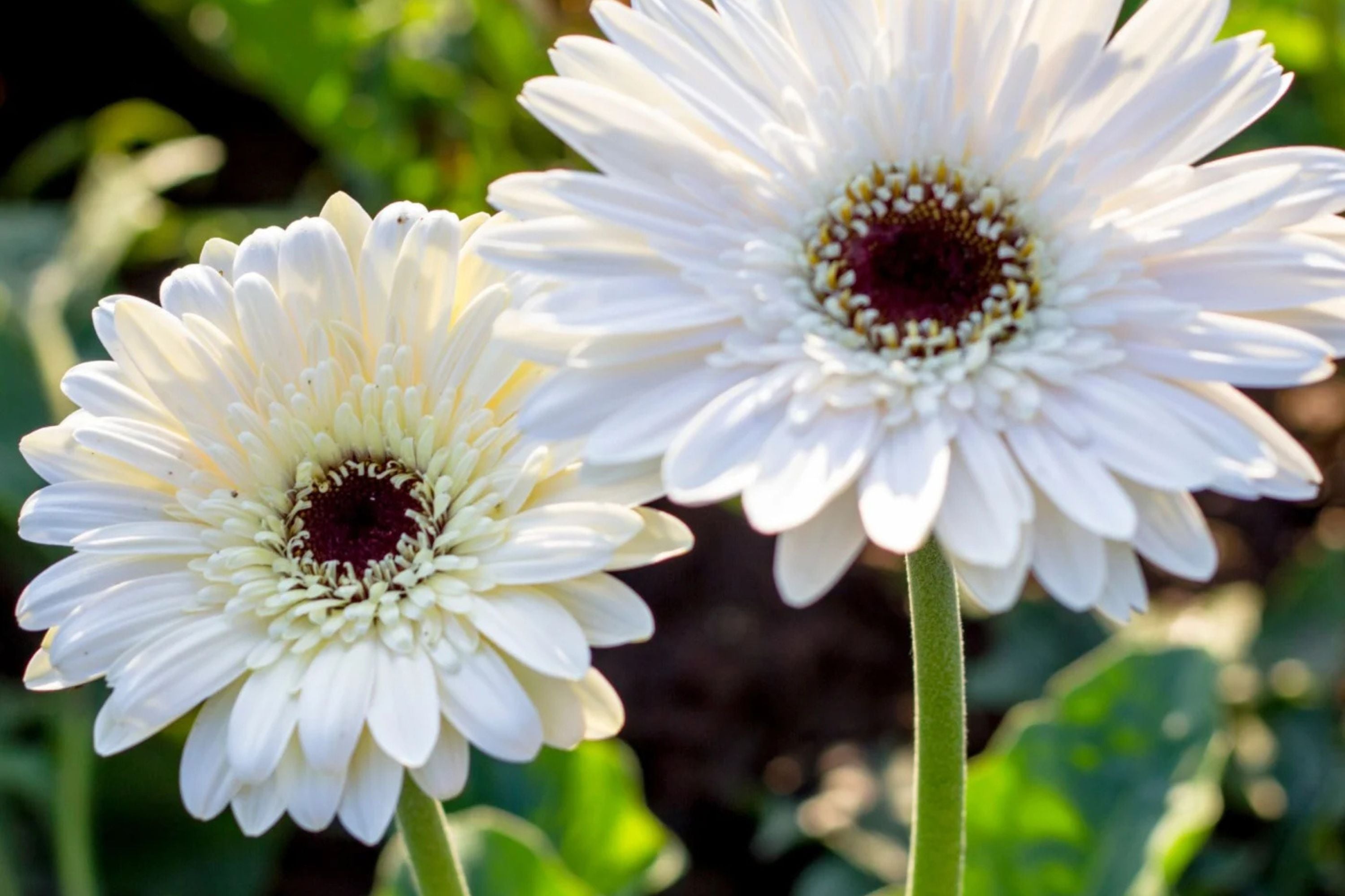 White Gerbera Daisy Seeds - 200+ Seeds - USA Grown - Large Blooms - Pollinator Friendly -  - Garden or Container Planting