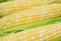 Peaches and Cream Corn Seeds - Bicolor Hybrid NON-GMO | Zea mays