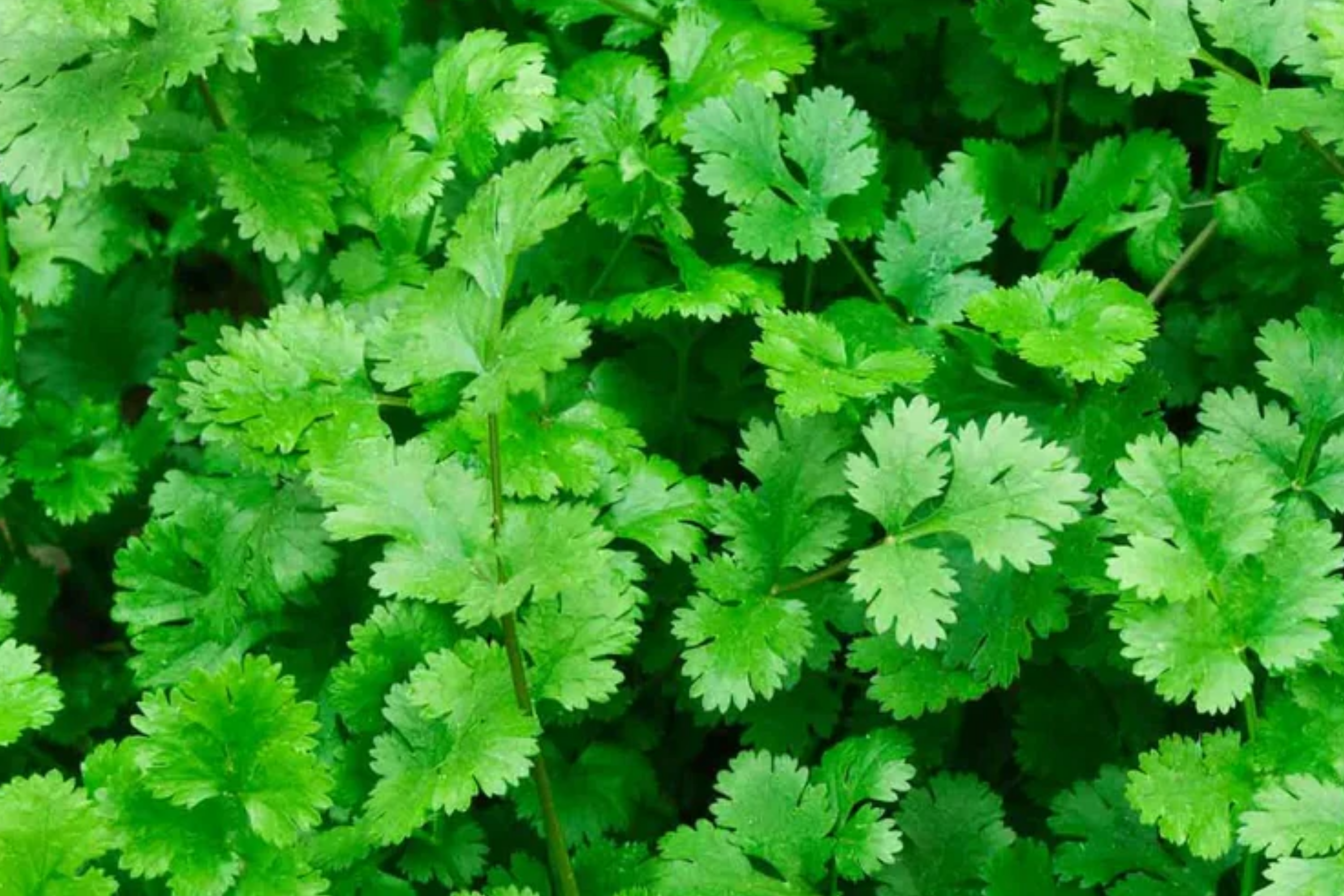 Cilantro Seeds | Slow Bolt Variety | Non-GMO | Coriander | Heirloom Vegetable Seeds