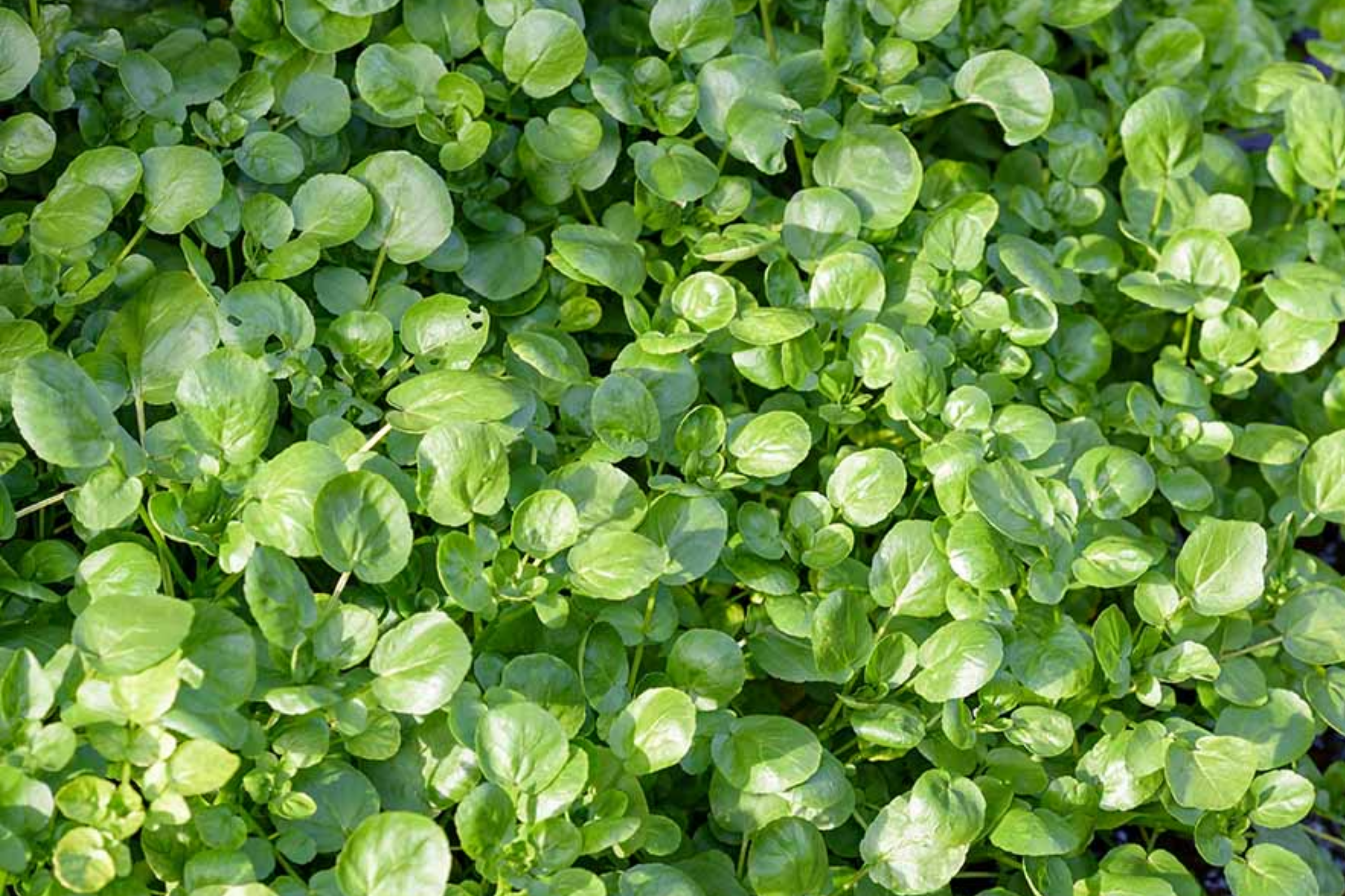 Watercress Seeds | Cress Seeds | Chinese Watercress, Yellowcress Herb | Nasturtium officinale