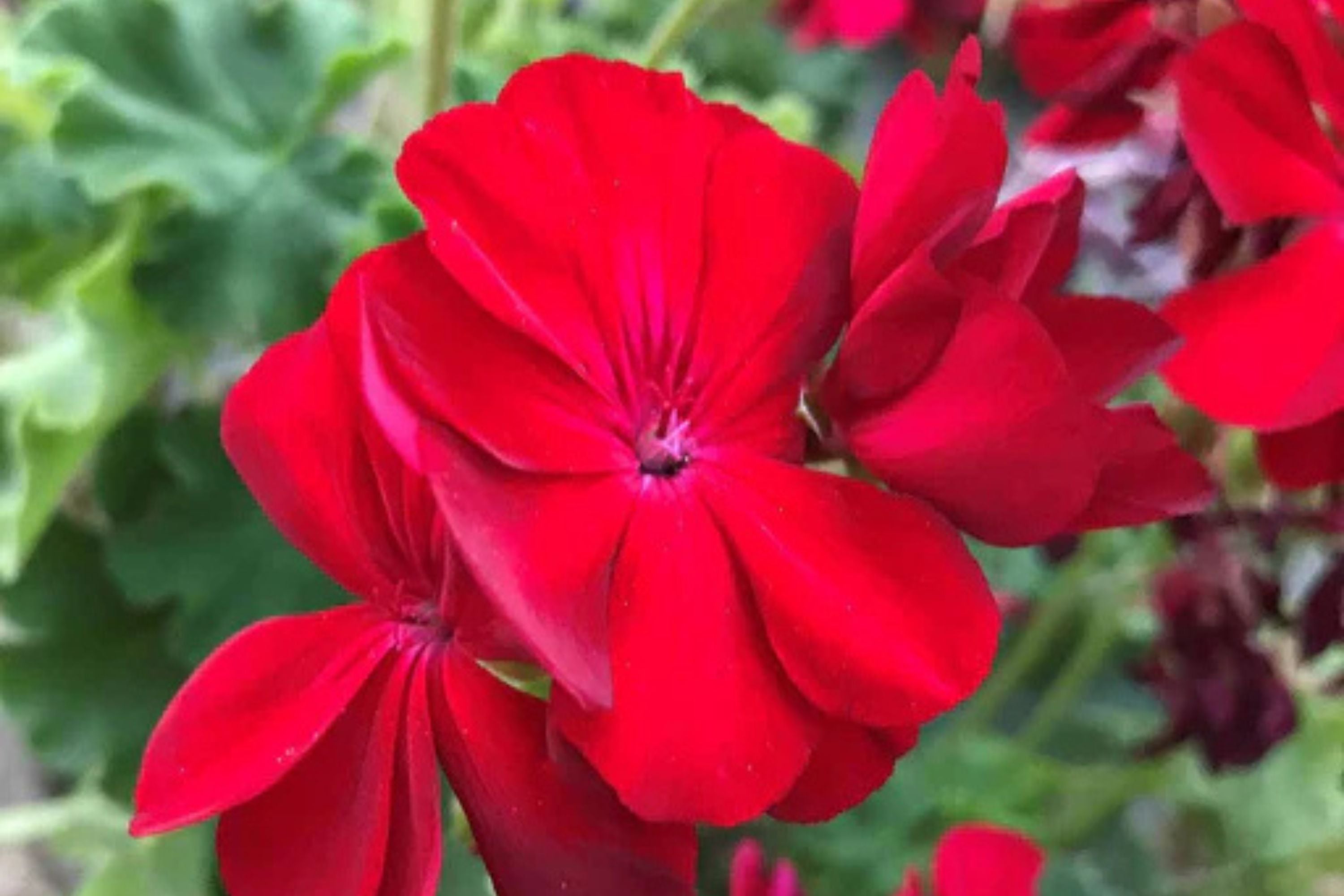 Precision Red Ice Ivy Leaf Geranium Seeds – 25+ Seeds – Vibrant Blooms – USA Grown –  – Easy to Grow – USDA Zones 10-11