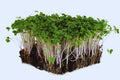 Sprouting Lid Kit with Broccoli Seeds - Non-GMO, Includes 2 Lids - Brassica oleracea