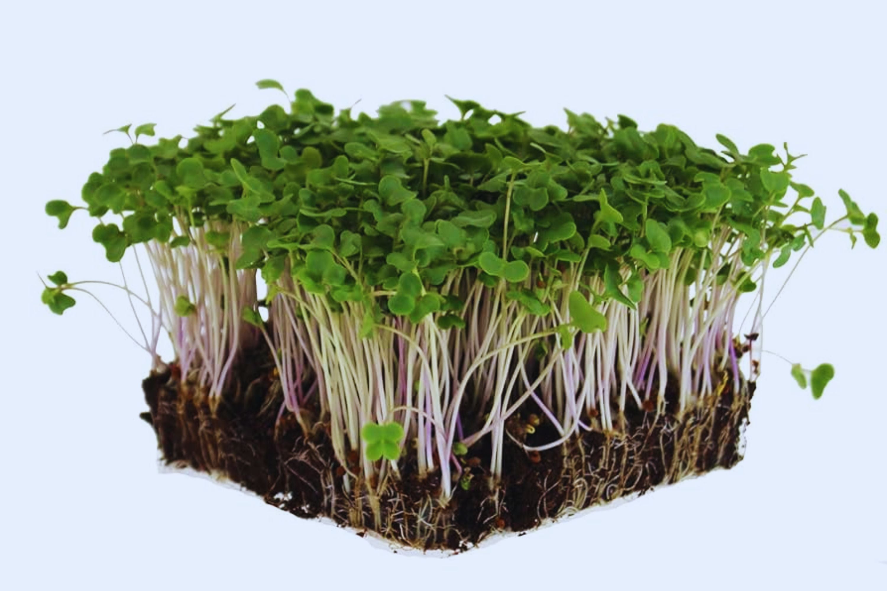 Sprouting Lid Kit with Broccoli Seeds - Non-GMO, Includes 2 Lids - Brassica oleracea