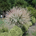 Dappled Willow Tree 1–2 ft | Bare Root Live Tree | Salix integra ‘Hakuro Nishiki’ | Tricolor Leaves | Fast Growing Ornamental Shrub