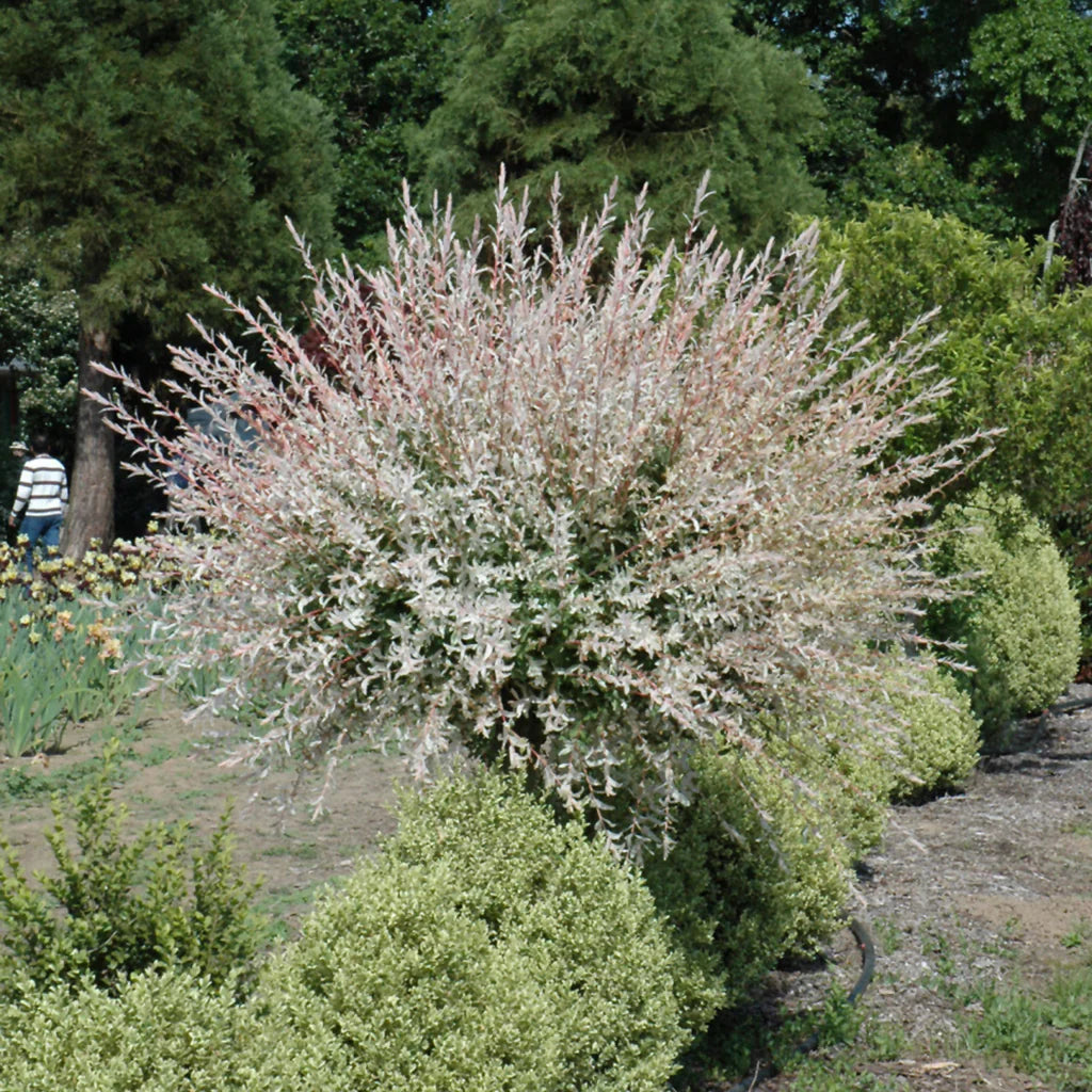 Dappled Willow Tree 1–2 ft | Bare Root Live Tree | Salix integra ‘Hakuro Nishiki’ | Tricolor Leaves | Fast Growing Ornamental Shrub