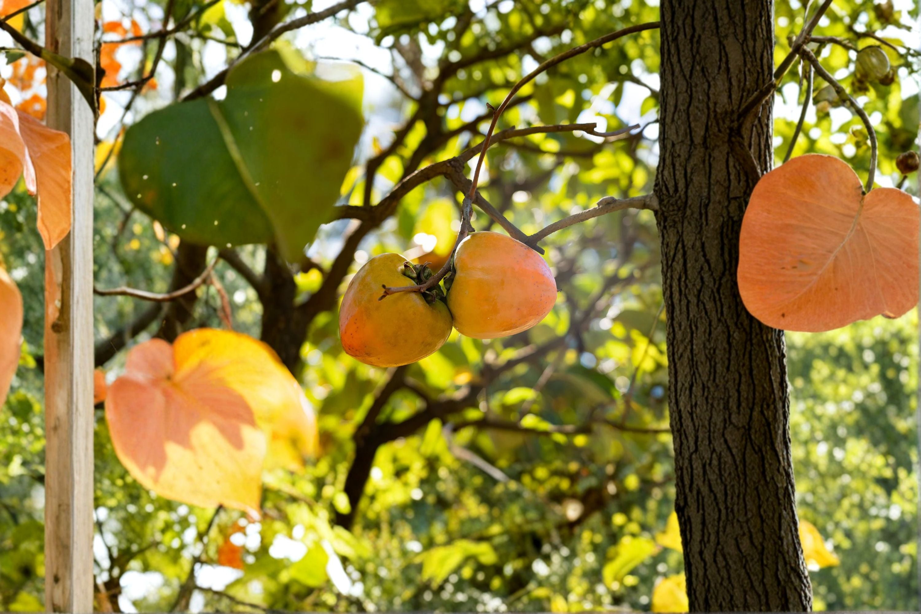 Tanenashi Persimmon Tree – 1 Live Well-Rooted Tree up to 2ft Tall – Diospyros kaki Astringent Asian Persimmon, Sweet Fruit Starter