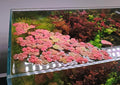 Red Root Floater Phyllanthus fluitans | 10 Live Floating Aquarium Plants | Freshwater Aquascape Plant | Easy Low Light Floater