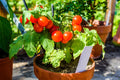 3 Cherry Tomato Plants – Live Bare Root Starters, Solanum lycopersicum Sweet Red Tomatoes, Garden Vegetable, Easy to Grow