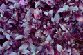 Red Rubin Basil Seeds - Reddish Purple Leaves - NON-GMO - Ocimum basilicum