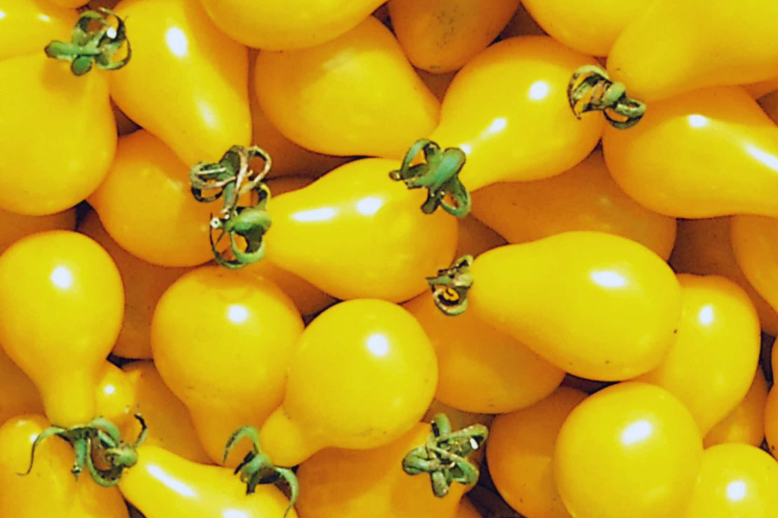 Yellow Pear Tomato Seeds | Cherry Pear Variety | Heirloom Vegetable Seeds | Solanum lycopersicum