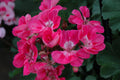 25+ Presto Pink Geranium Seeds – Vibrant Blooming Flowers – Easy to Grow – USA Grown –