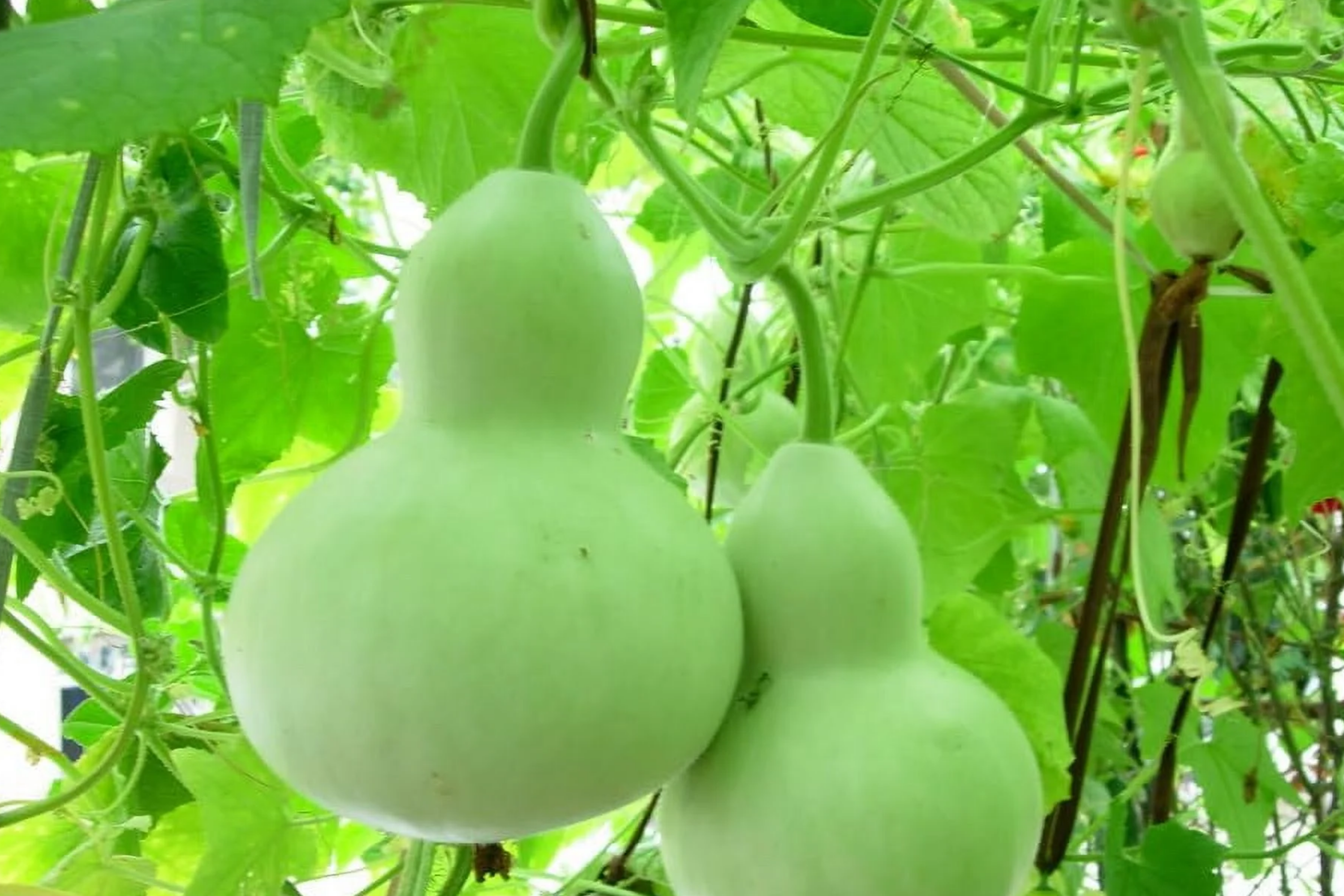 Pear Shape Bottle Gourd Seeds | Non-GMO | Heirloom Variety | Lagenaria siceraria