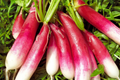 French Breakfast Radish Seeds - Red Radish Variety - Heirloom Vegetable Seeds - Raphanus sativus