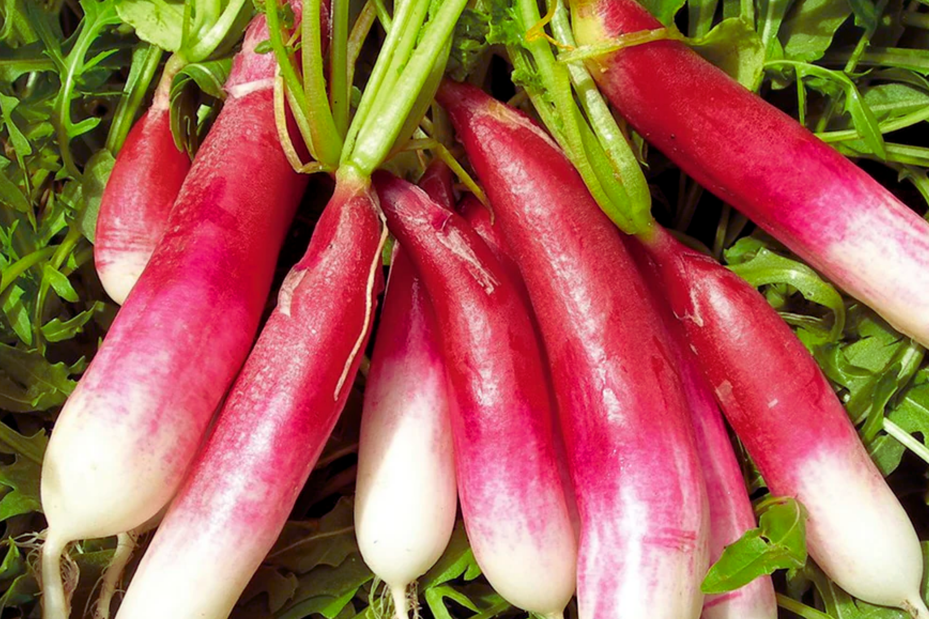 French Breakfast Radish Seeds - Red Radish Variety - Heirloom Vegetable Seeds - Raphanus sativus