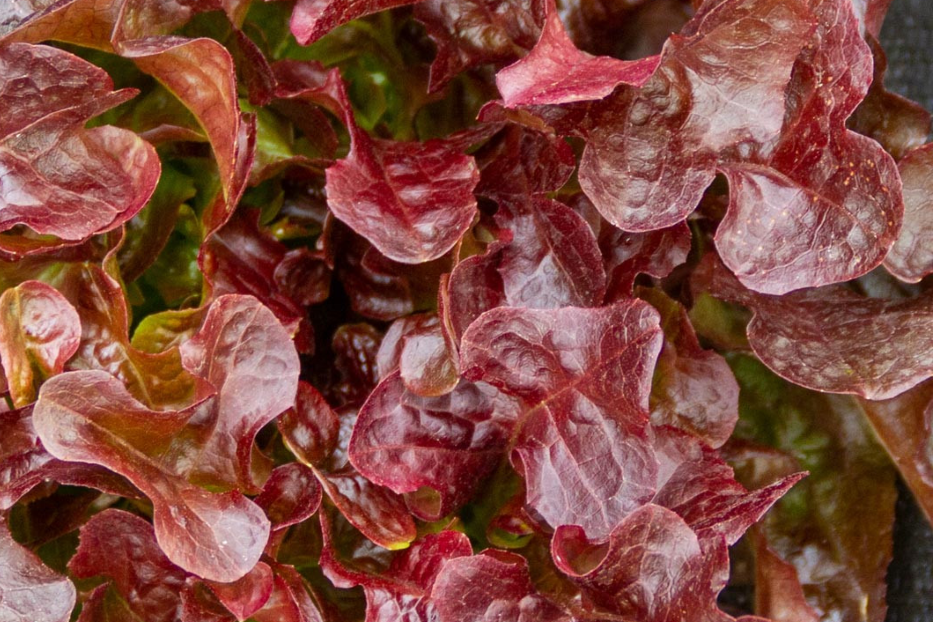 Red Lettuce Seeds | Non-GMO Red Leaf Lettuce Seeds | Heirloom Vegetable Seeds | Lactuca sativa