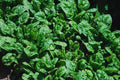 Giant Noble Spinach Seeds | Non-GMO Heirloom Vegetable Garden Seeds | Organic Spinach Varieties