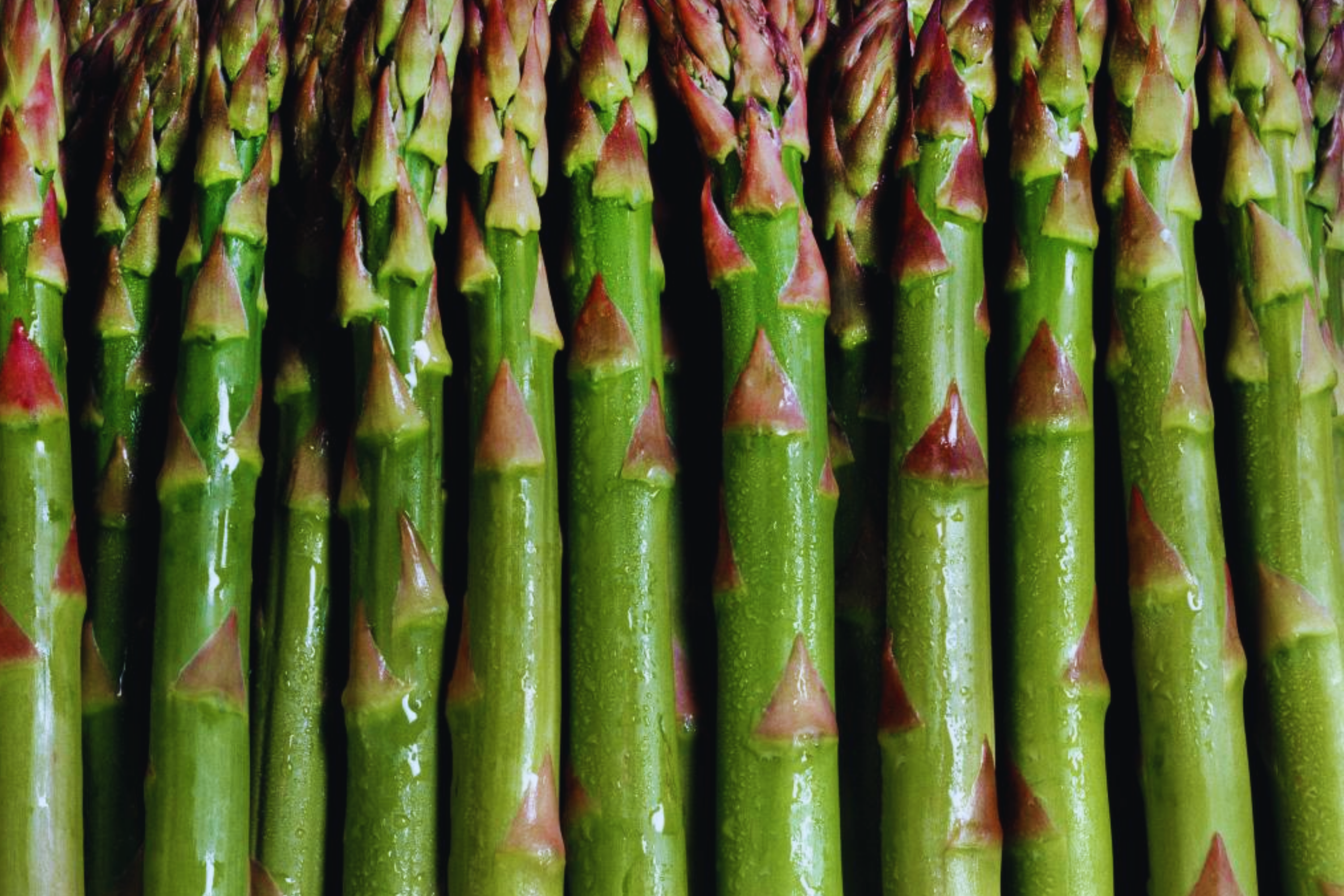 Mary Washington Asparagus Seeds | Non-GMO Vegetable Seeds | Perennial Asparagus (Asparagus officinalis)