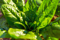 Giant Noble Spinach Seeds | NON-GMO | Heirloom Variety | Spinacia oleracea