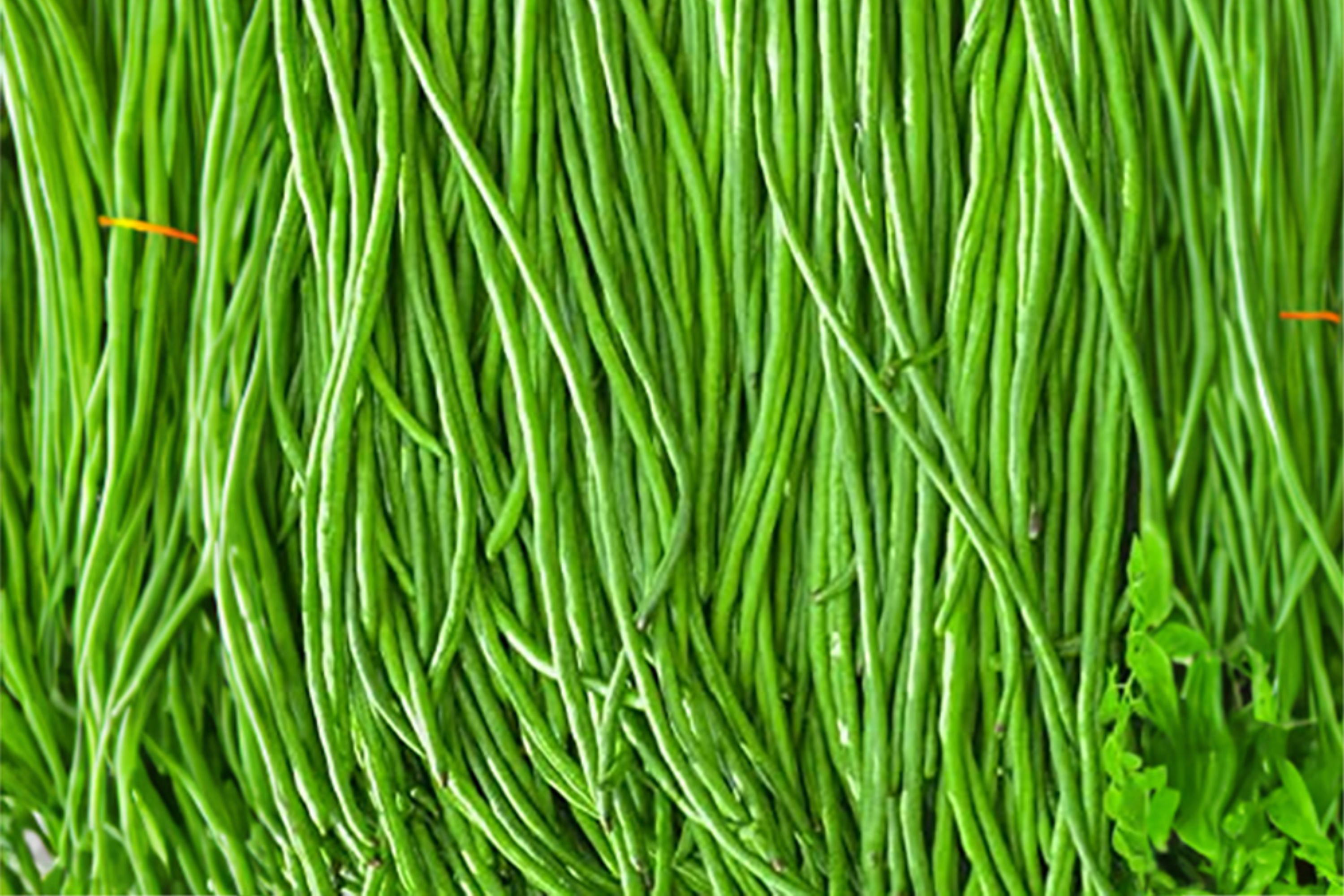 Yardlong Bean Seeds | Non-GMO Asparagus Bean, Snake Bean, Chinese Long Bean - High Yield, Easy to Grow