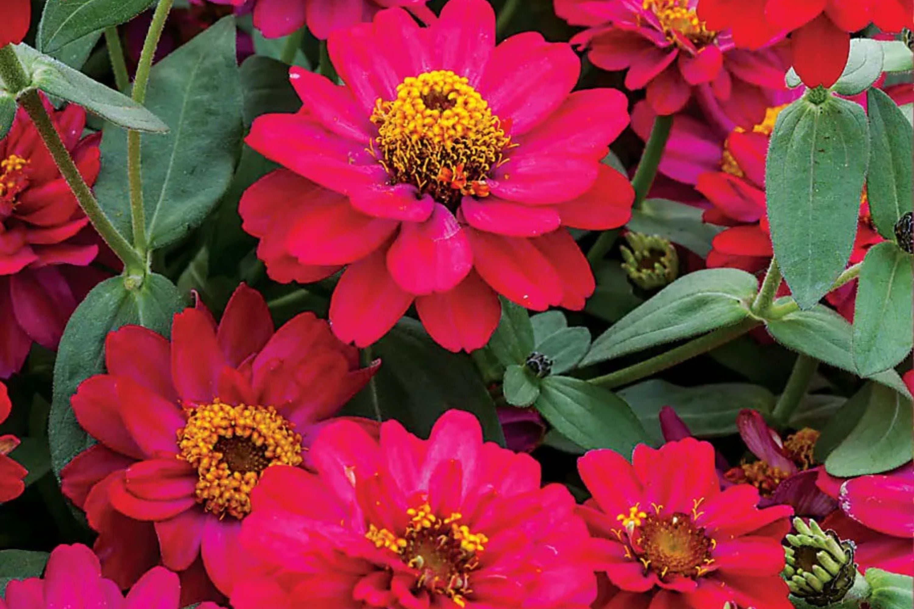 100+ Profusion Double Hot Cherry Zinnia Seeds – Bright Bold Blooms – Easy Garden Flowers – USA Grown –
