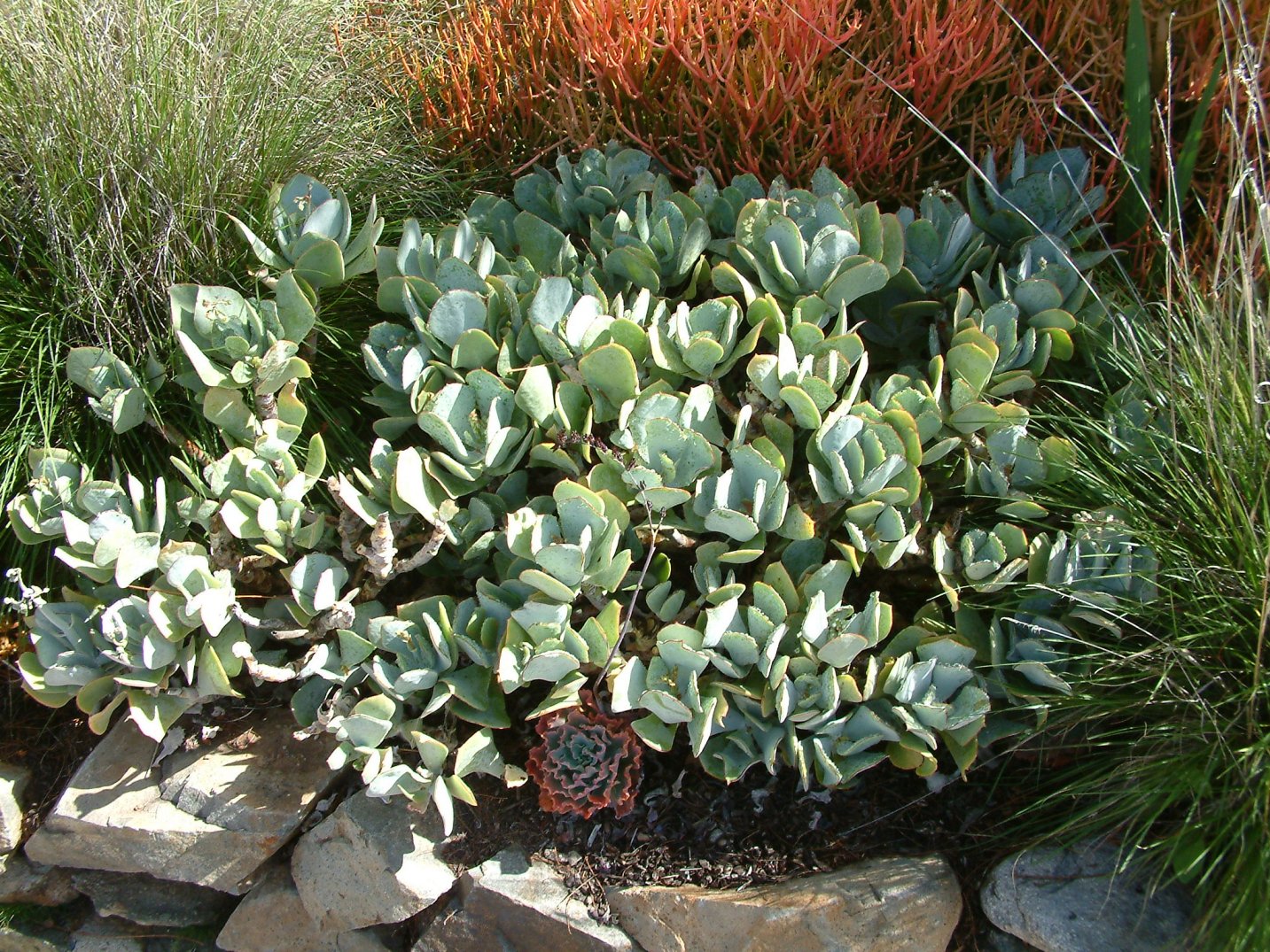 Crassula Arborescens "Silver Dollar" Succulent | 1 Fresh Cutting 4–6" | Rare Jade Variety | Easy to Root | Live Unrooted Plant