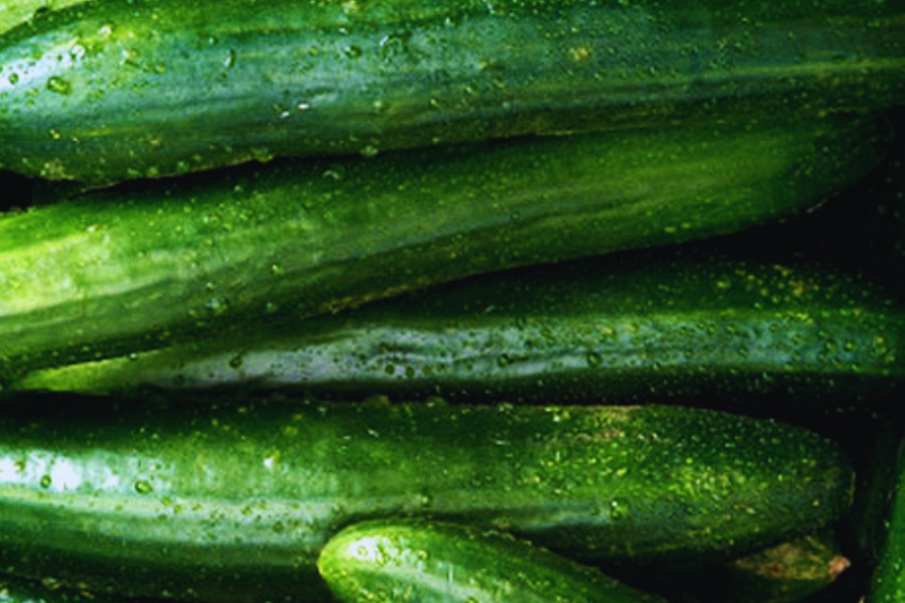Cucumber Seeds | Asia Summer Variety | NON-GMO, Organic | Cucumis sativus