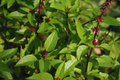 Cinnamon Basil Seeds | NON-GMO | Aromatic Herb Variety | Ocimum basilicum 'Cinnamon'