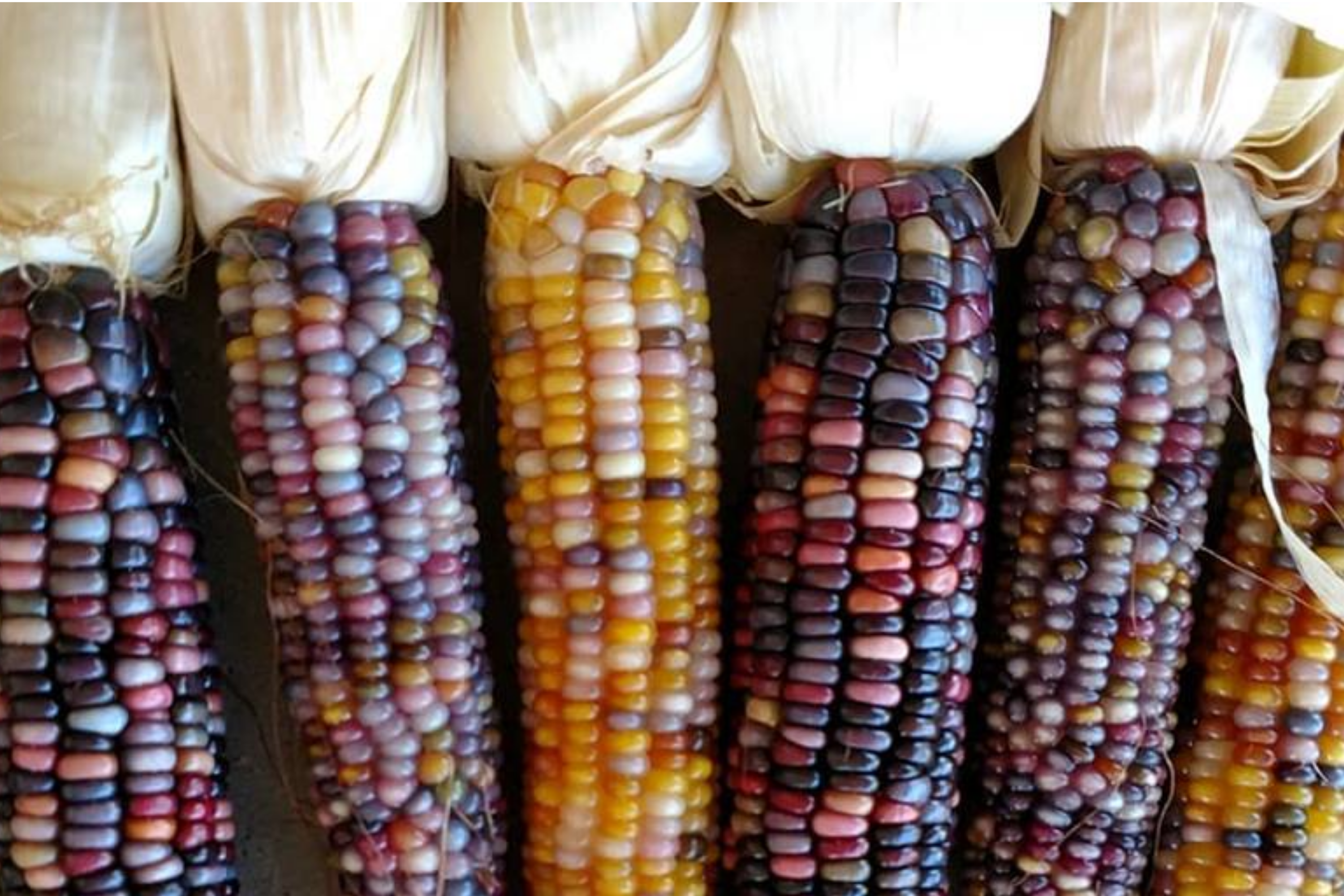 Organic Heirloom Sweet White Purple Corn Seeds | NON-GMO | Sticky Waxy Variety | Zea mays