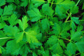 Italian Flat Leaf Parsley Seeds | Dark Green Non-GMO | Fresh Herb Garden Seeds | Petroselinum crispum
