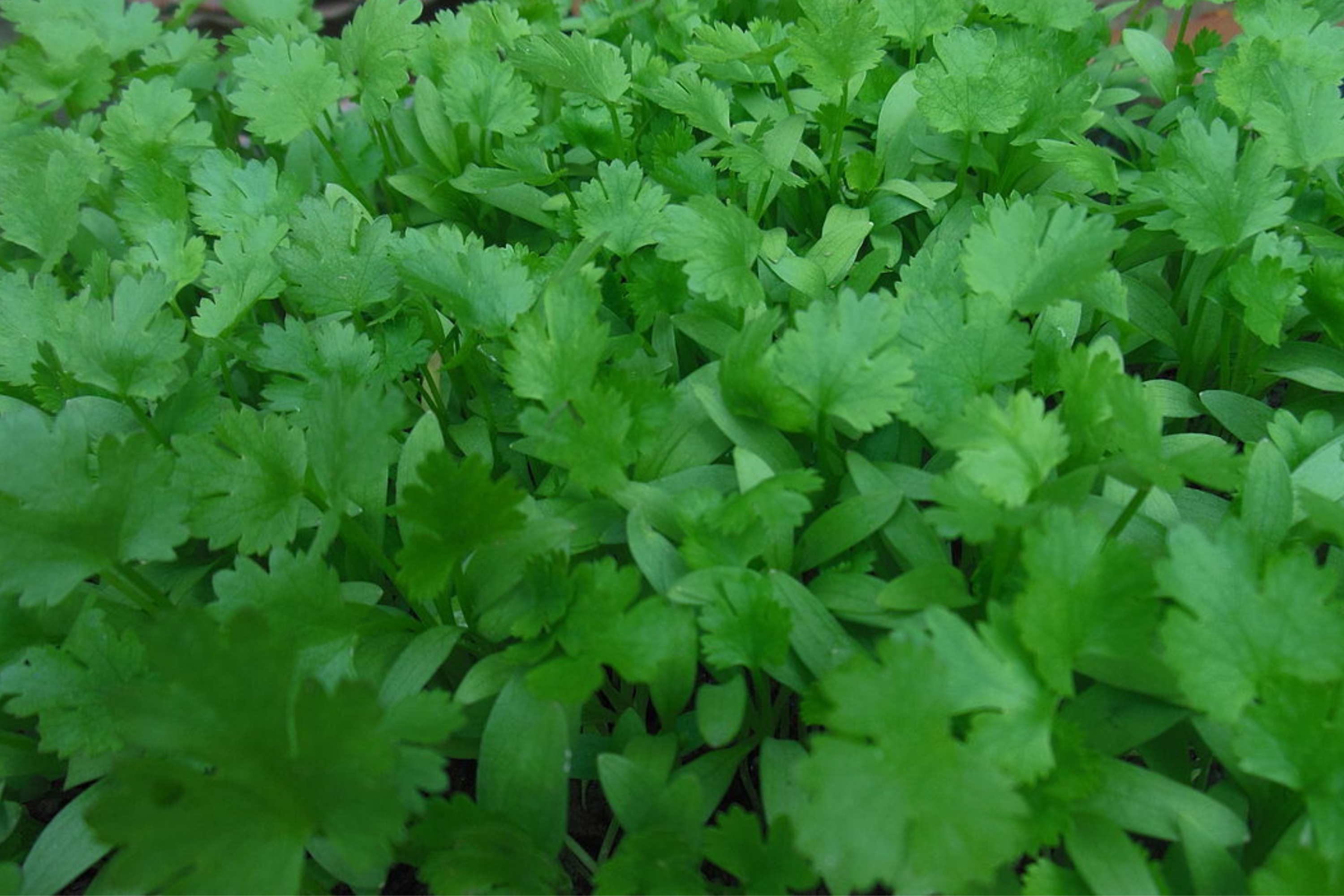 Cilantro Seeds 500+ Non-GMO Coriander Seeds, Culinary Herb, Fresh Flavor, Coriandrum sativum
