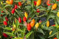 Fire Cracker Pepper Seeds | Birdseye Chili | Hot Pepper | Non-GMO Vegetable Seeds