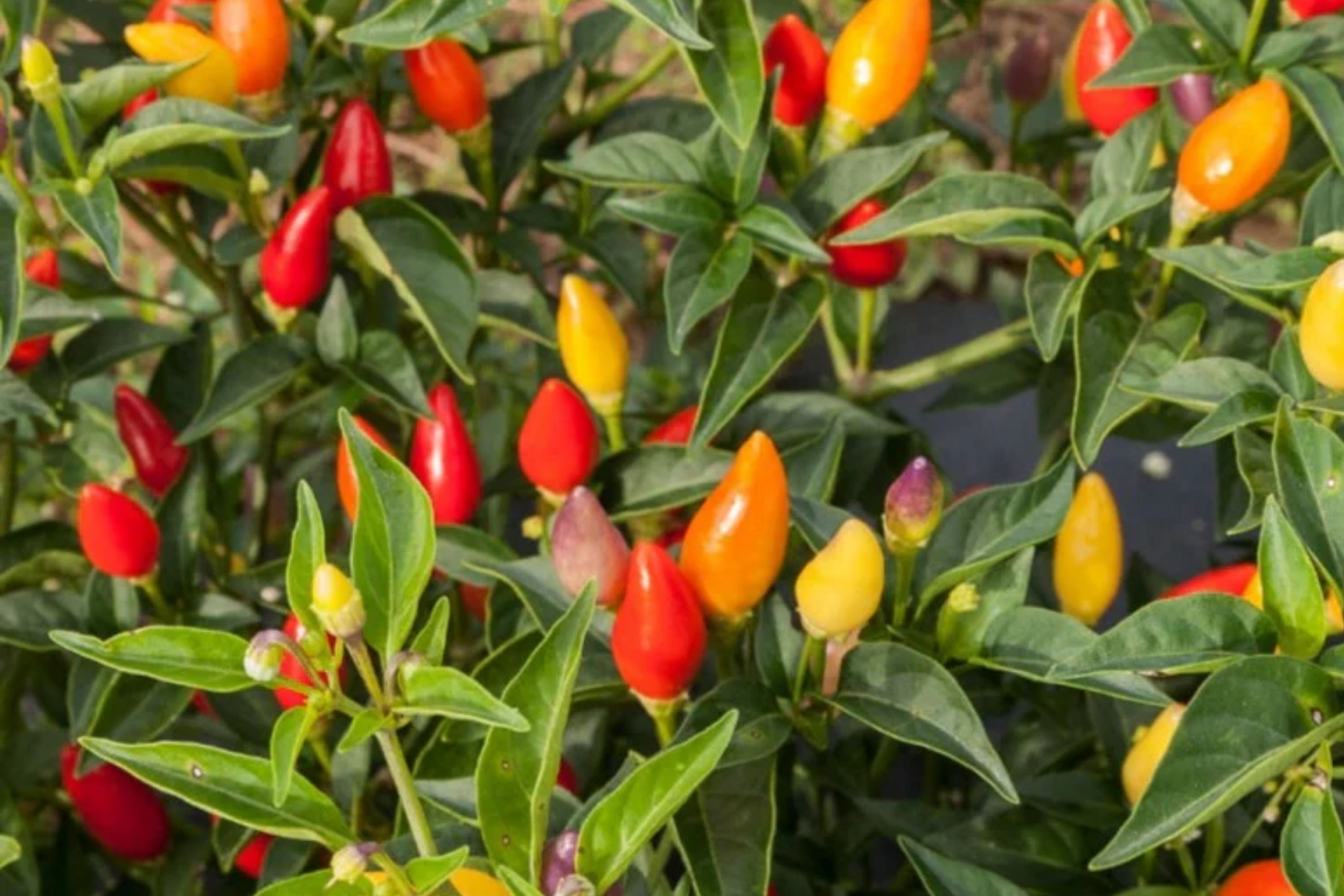 Fire Cracker Pepper Seeds | Birdseye Chili | Hot Pepper | Non-GMO Vegetable Seeds