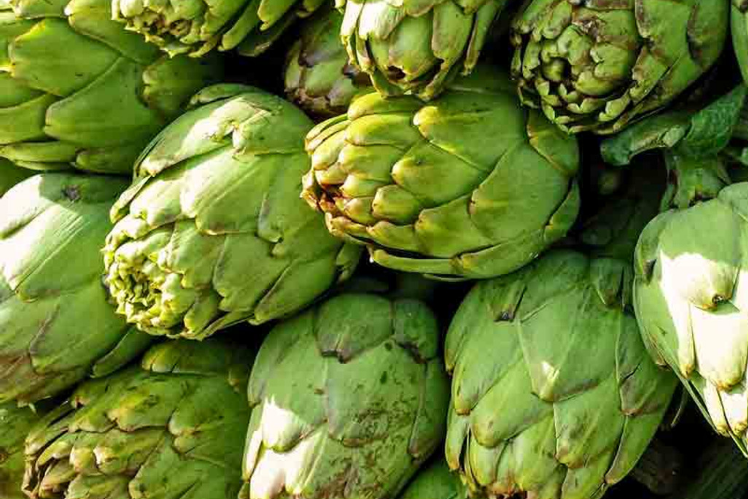 Green Globe Artichoke Seeds | NON-GMO | Heirloom Variety | Cynara scolymus